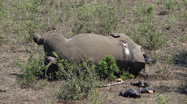 Durban Safari - Poachers Kill Rhino