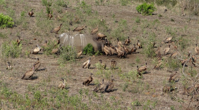 Durban safari tour; Vultures on dead Rhino