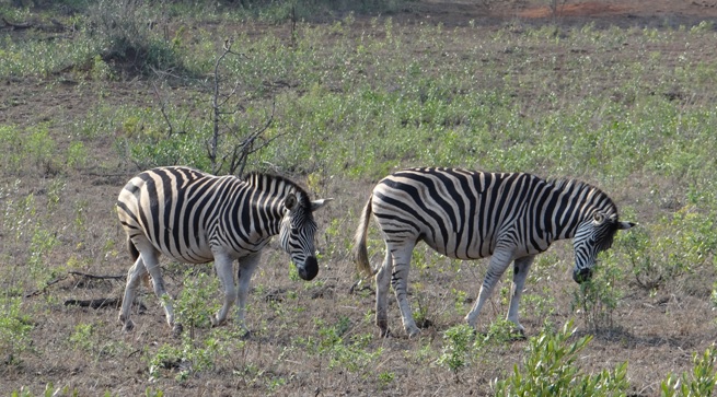 Durban safari tour; Zebra