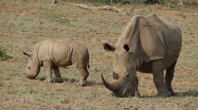Hluhluwe Imfolozi safari; Rhino mother and calf