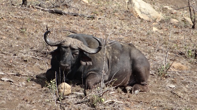 Buffalo on African safari