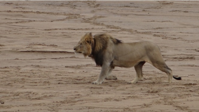 African safari tours; Lion hunting