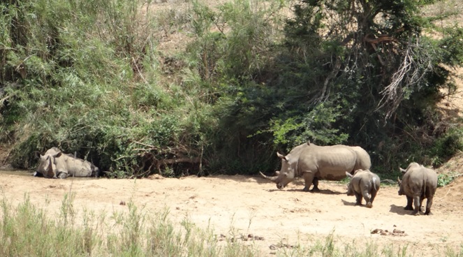 Group of Rhino