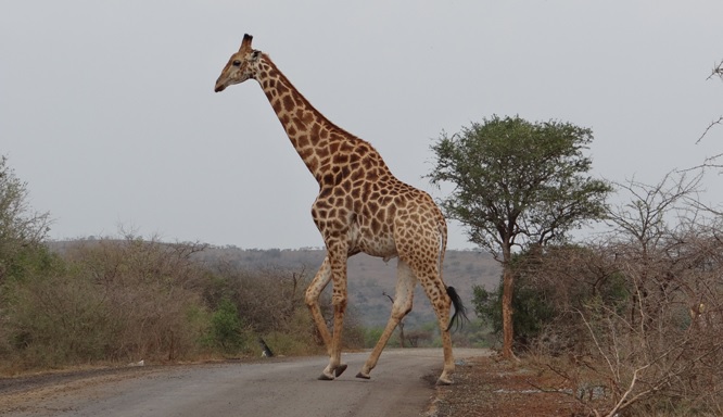 Giraffe crosses road