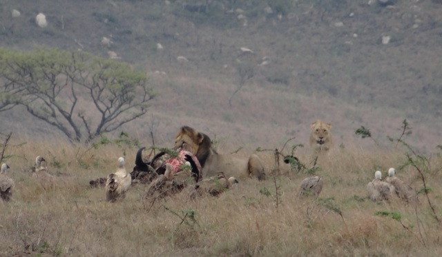 Hluhluwe Lions on a kill