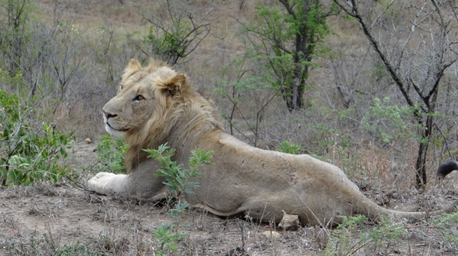 Young male Lion : King of  the Hluhluwe Big 5