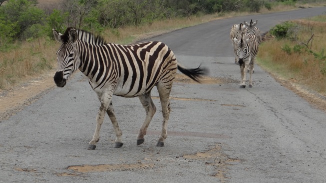 Hluhluwe game reserve safari Zebra walking down road