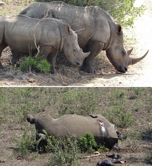 Rhino comparison; South African Holidays