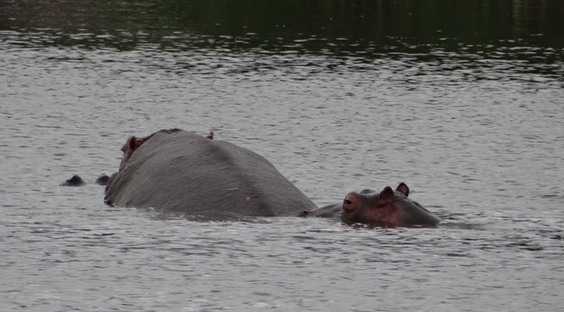 Durban safari; Hippo mating