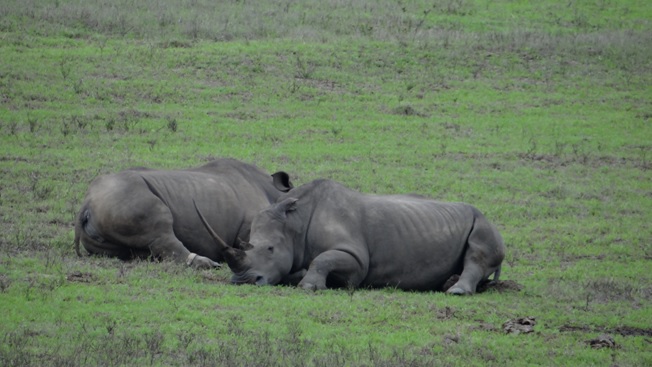 Rhino on Durban Safari