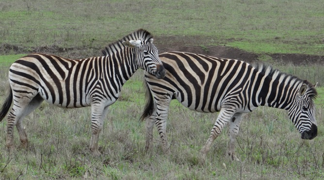 Durban safari; Zebra