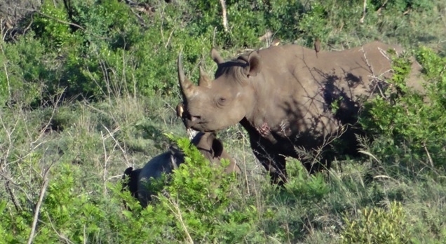 Durban safari tour; Black Rhino