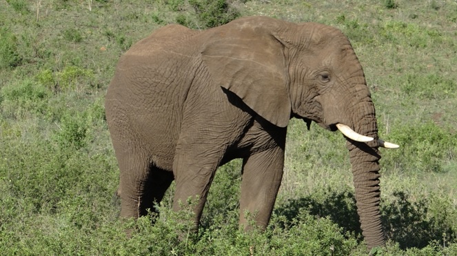 Durban safari tour; Elephant