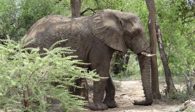 Durban safari tour; Elephant rests