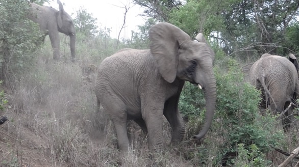 Durban safari tour; Elephant slips on hill