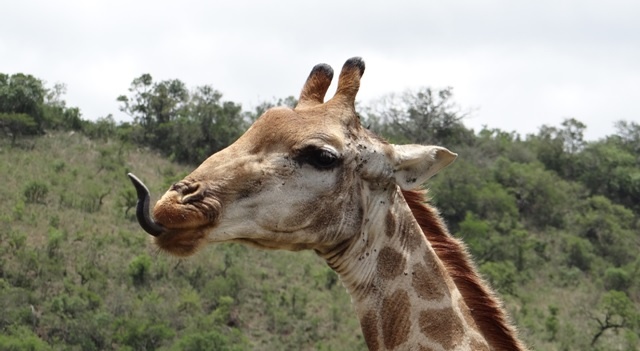 Durban safari tour; Giraffe with tongue out