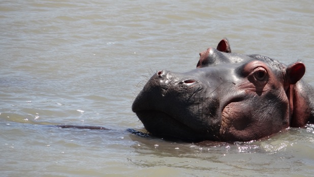 Durban safari tour; Hippo