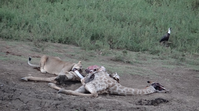 Durban safari tour; Lion feeding on Giraffe