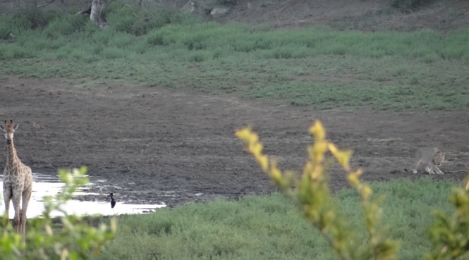 Durban safari tour; Lion stalking Giraffe