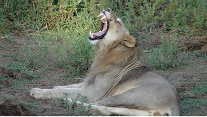 Durban safari tour; Lion yawning