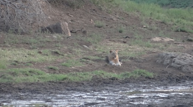 Durban safari tour; Lion
