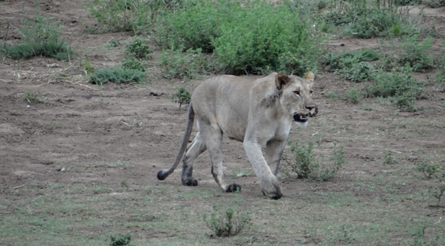 Durban safari tours; Lioness walking