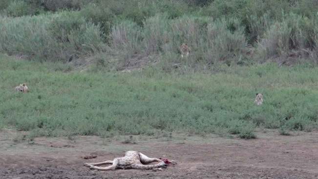 Durban safari tour; Lions killed Giraffe