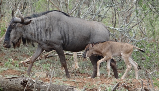 Durban safari tour; New born Wildebeest