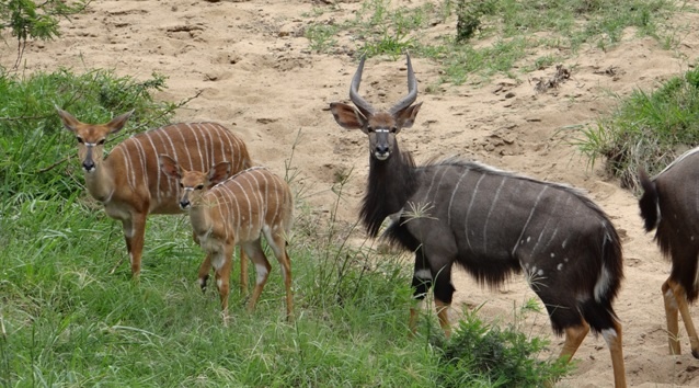 Durban safari tour; Nyala