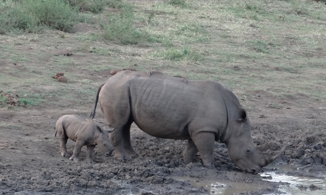 Durban safari tour; Rhino mother and calf