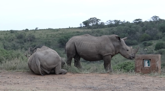 Durban safari tour; Rhinos at view site