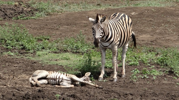 Durban safari tour; Zebra foal and mother