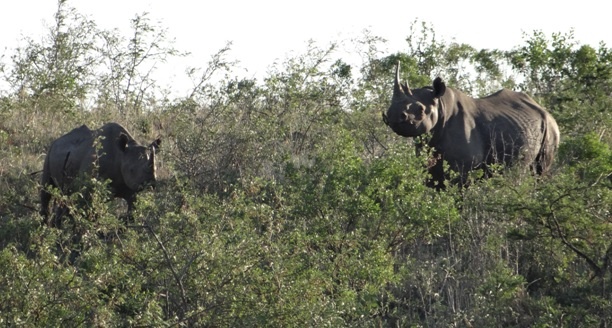 South Africa safari; Black Rhino mother and calf