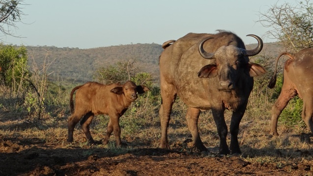Buffalo on Safari