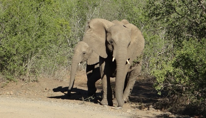 South Africa safari; Elephant