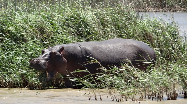 Hippo feeding on Reeds