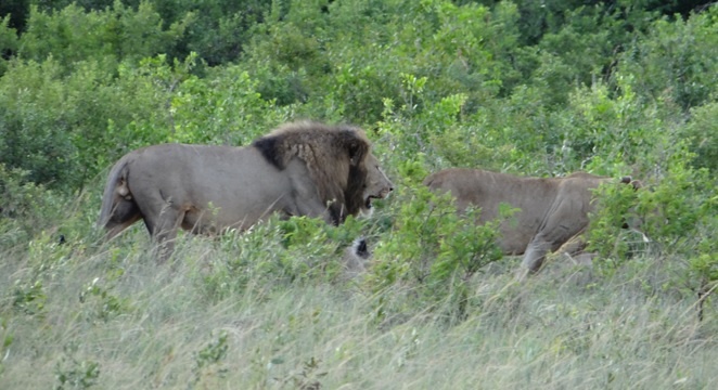 Lion in Bush