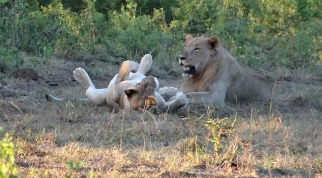 Lions in africa