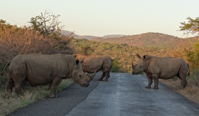 Rhino on the Road