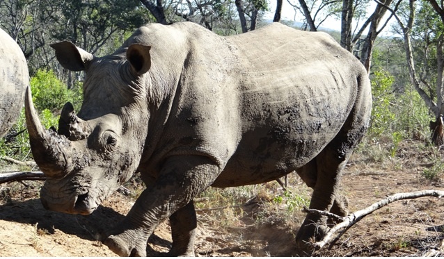 Rhino on our South African Safari in Durban