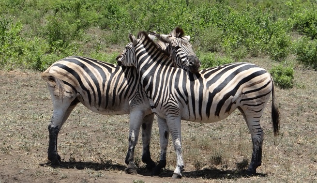 South Africa safari; Zebra
