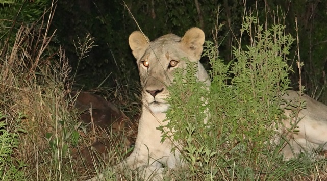 Lioness at night