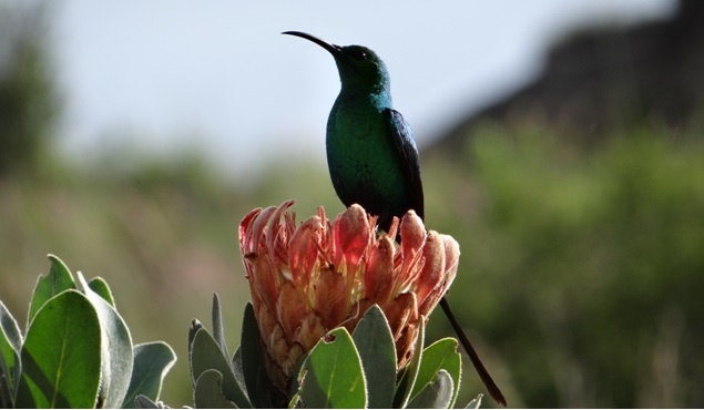 Drakensberg tour; Malakite sun bird sits on a Protea flower