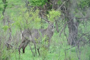 Waterbuck Male with Horn Abnormality