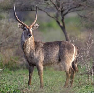 Waterbuck Horns Normal