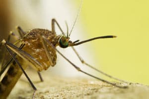 mosquito