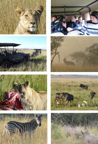 Lions Valley - True Collection/Santa Cruz