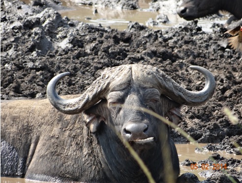 Buffalo Bull in Hluhluwe Game reserve on our Day Safari Tour from Durban