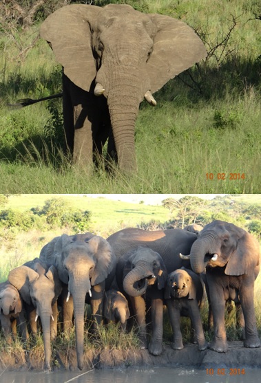 Elephants at Hluhluwe Umfolozi game reserve on our Durban 3 Day Safari Tour
