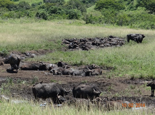 Herd of Buffalo in a mud wallow in Hluhluwe Umfolozi Game reserve on our 3 Day Durban Safari Tour